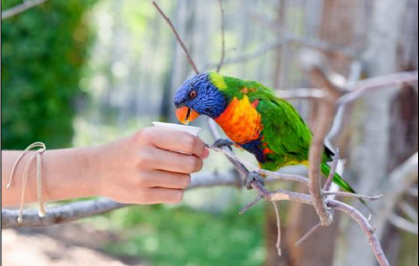 Parc des Oiseaux de Villars-les-Dombes (Ain) est le premier parc ornithologique d’Europe. Il abrite 2 000 oiseaux pour 250 espèces